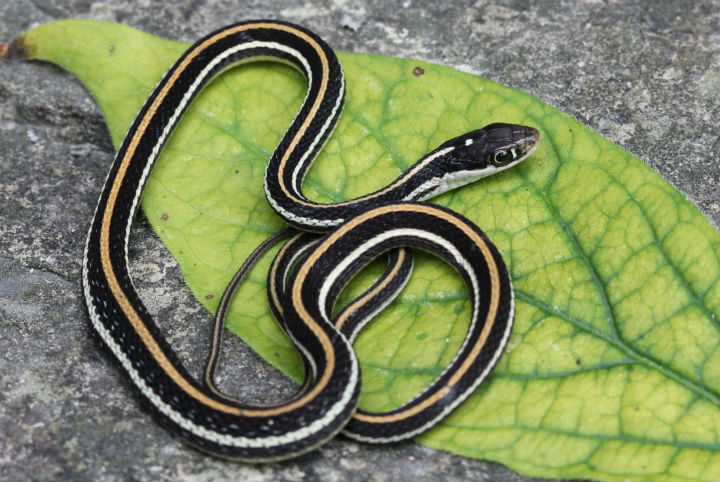 Western Ribbon Snake